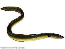 Eels